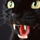 Image for article titled Celebrate International Cat Day with a movie where an alien feline whips a dog's ass with kung-fu
